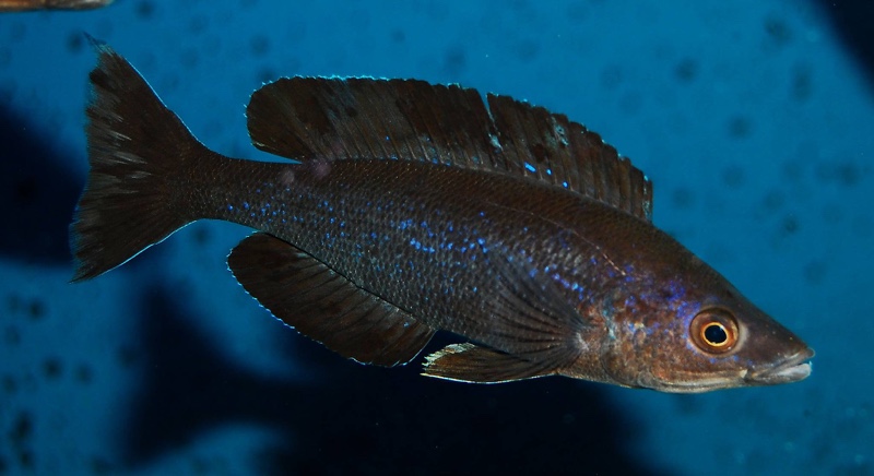 Cyprichromis microlepidotus 'Kiriza'